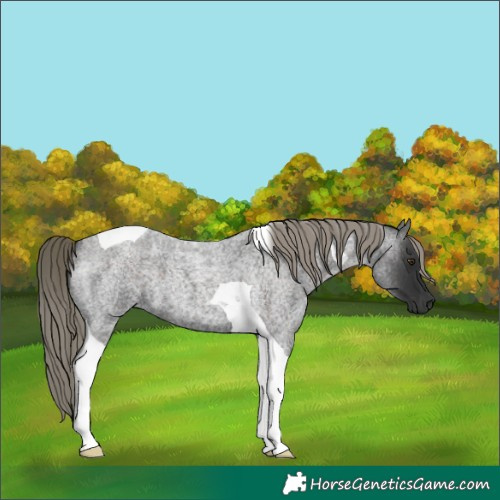 Horse Color:Liver Red Roan Mushroom Tobiano 