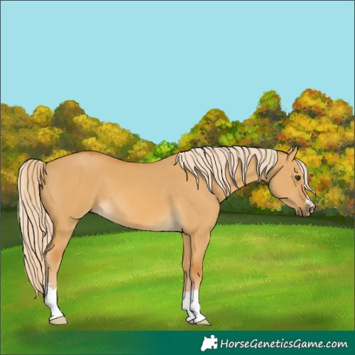 Horse Color:Palomino Dun 