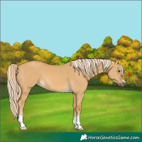Horse Color:Palomino Dun 