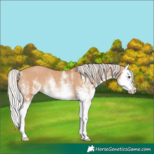 Horse Color:White Spotted Silver Bay Dun Splash Rabicano 