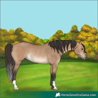 Horse Color:Bay Dun Rabicano