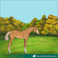 Horse Color:Palomino 