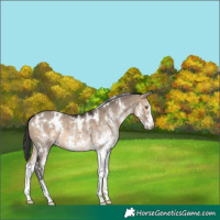 Horse Color:White Spotted Brown Dun Rabicano