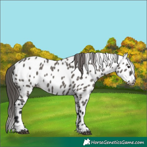 Horse Color:Grullo Appaloosa