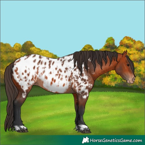 Horse Color:Bay Near Leopard and Bay Near Leopard
