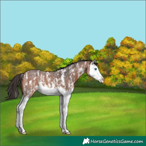 Horse Color:Bay Sabino Splash 
