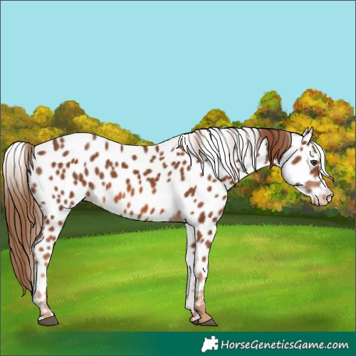 Horse Color:Chestnut Appaloosa 