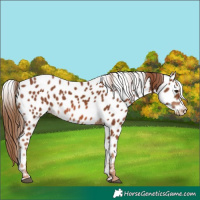 Horse Color:Chestnut Appaloosa
