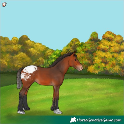 Horse Color:Bay Appaloosa 