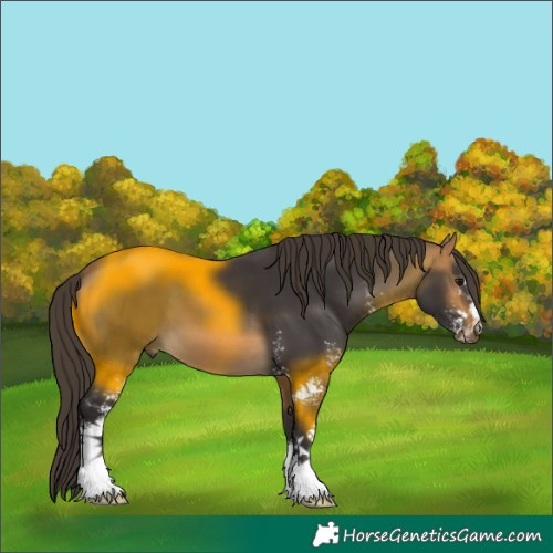Horse Color:Buckskin Sabino 