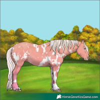 Horse Color:White Spotted Silver Perlino 