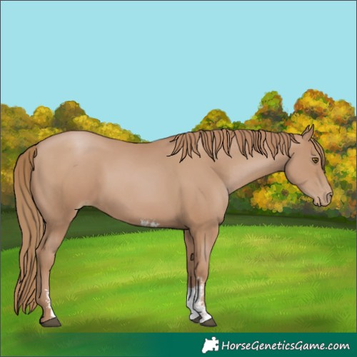 Horse Color:Black Pearl Sabino 
