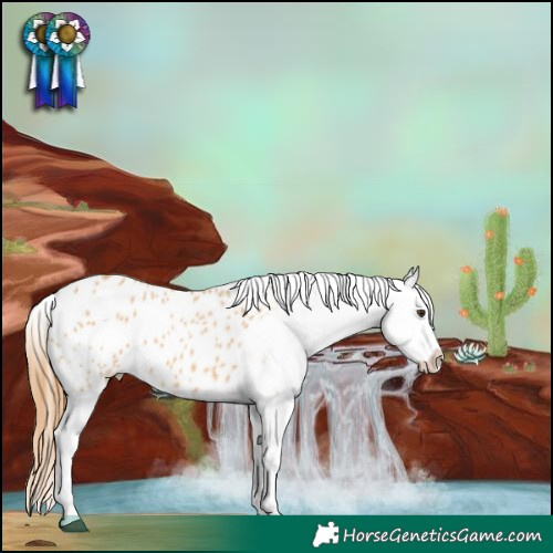 Horse Color:Red Dun Appaloosa 