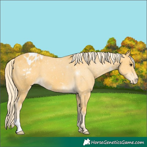 Horse Color:Palomino Appaloosa 