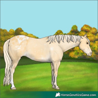 Horse Color:Palomino Appaloosa 