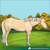 Horse Color:Palomino Appaloosa