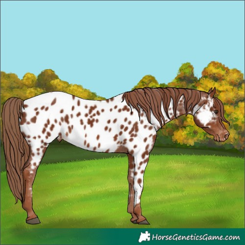 Horse Color:Chestnut Appaloosa 