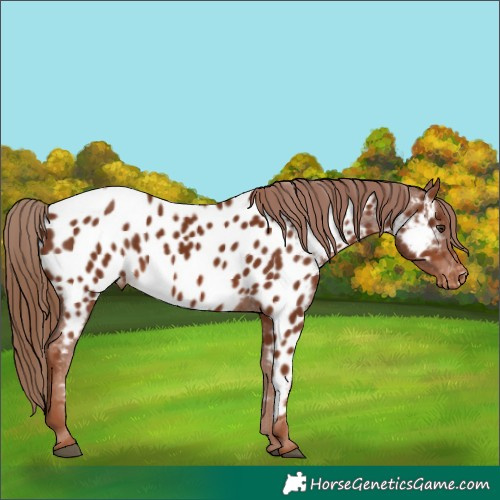 Horse Color:Chestnut Appaloosa 