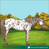 Horse Color:Chestnut Appaloosa