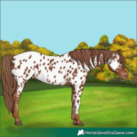 Horse Color:Chestnut Appaloosa 