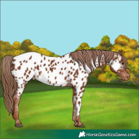 Horse Color:Chestnut Appaloosa 