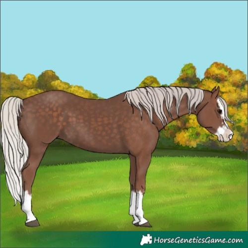Horse Color:Silver Black Splash 