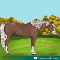 Horse Color:Silver Black Splash 