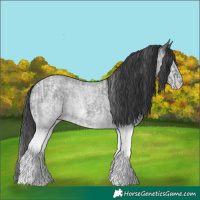 Horse Color:White Spotted Blue Roan Rabicano  and White Spotted Blue Roan Rabicano 