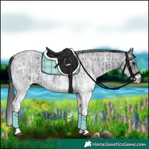Horse Color:White Spotted Blue Roan Rabicano  and White Spotted Blue Roan Rabicano 