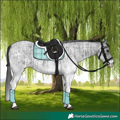 Horse Color:White Spotted Blue Roan Rabicano  and White Spotted Blue Roan Rabicano 