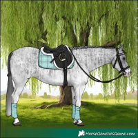Horse Color:White Spotted Blue Roan Rabicano and White Spotted Blue Roan Rabicano