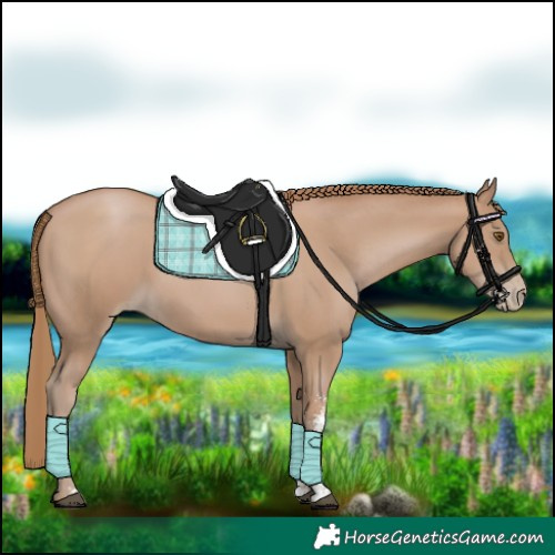 Horse Color:Black Pearl Sabino