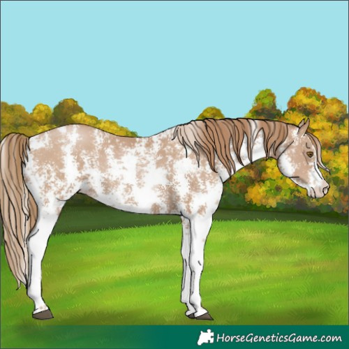Horse Color:Black Pearl Sabino 