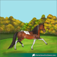 Horse Color:Brown Tobiano 