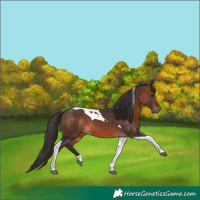 Horse Color:Brown Tobiano 