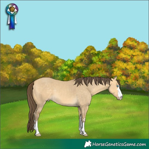 Horse Color:Amber Cream Champagne Dun 