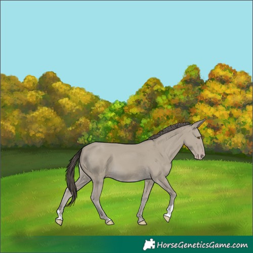 Horse Color:Classic Cream Champagne 