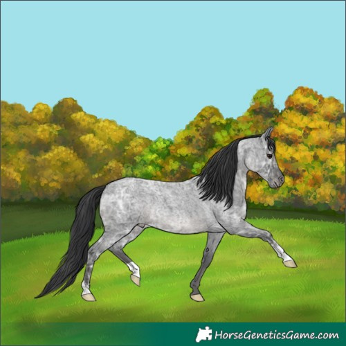 Horse Color:Blue Ice Roan 