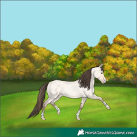 Horse Color:Amber Champagne Roan Dun
