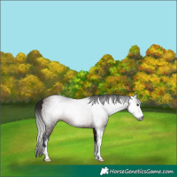 Horse Color:Gray Bay Sabino Rabicano 