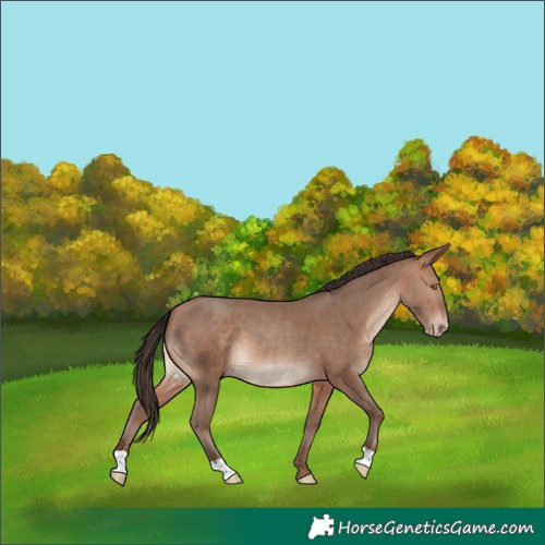 Horse Color:Sable Champagne 