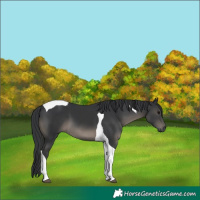 Horse Color:Black Tobiano 