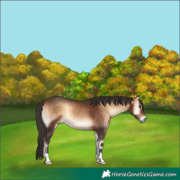Horse Color:Bay Onyx 