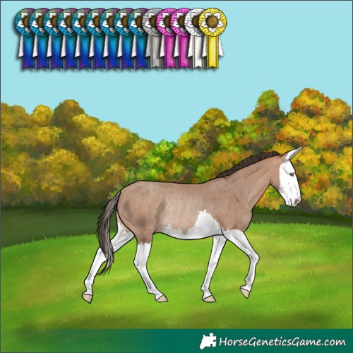 Horse Color:Sable Champagne Splash Rabicano 