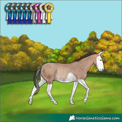 Horse Color:Sable Champagne Splash Rabicano 