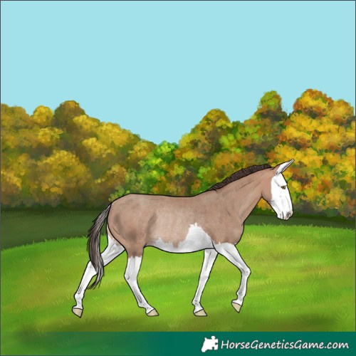 Horse Color:Sable Champagne Splash Rabicano 