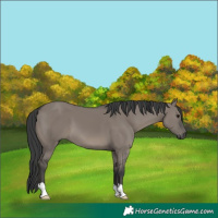 Horse Color:Grullo 
