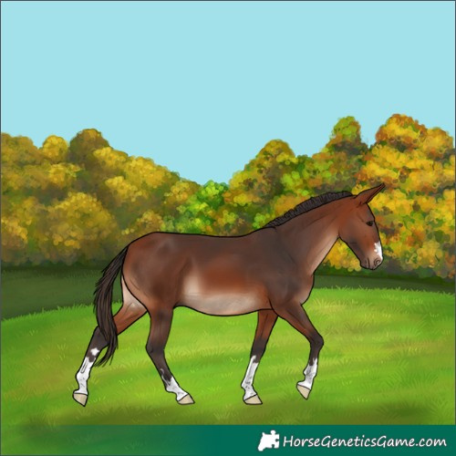 Horse Color:Bay 