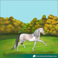 Horse Color:Bay Roan Tobiano 