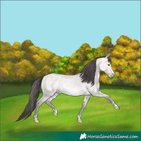 Horse Color:Platinum Amber Cream Champagne Roan 